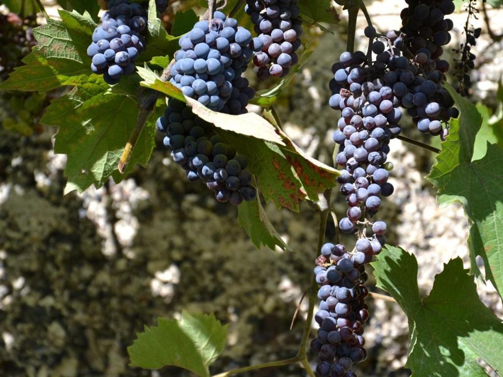 La Deviniere Hotell Donzère Rom bilde